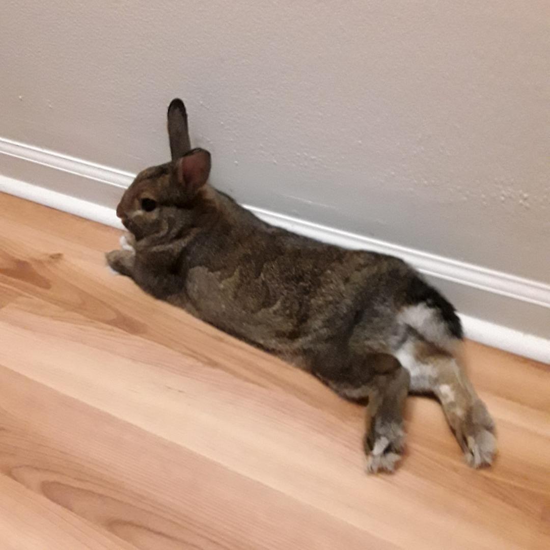 Have a Hoppy new year...