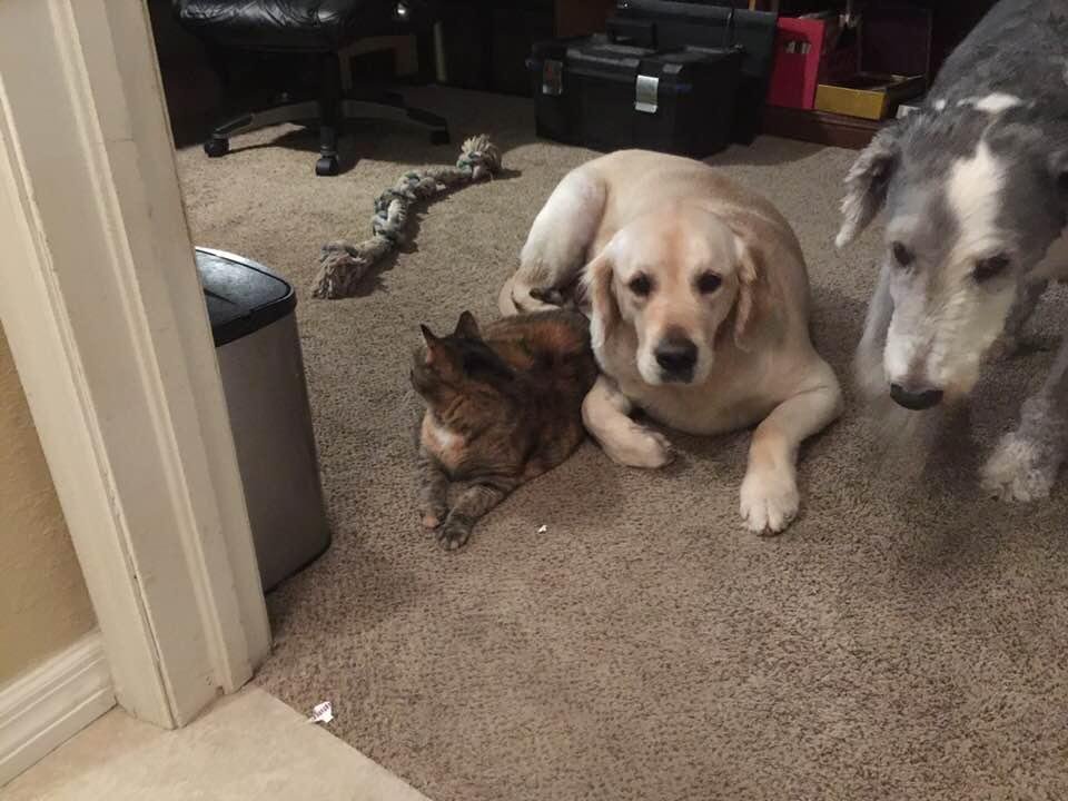 Let’s all hang out in daddy’s office