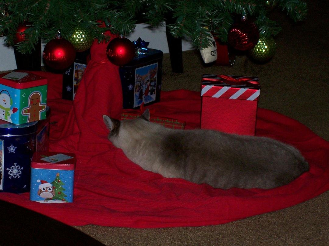 Su-Lin (Suzy) is soooo relaxed under the Xmas tree  :)