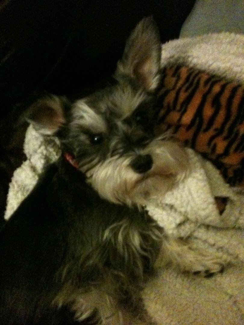 Is this not the cutest face? She is Daisy our 4 1/2 year old Silky Schnauzer. Some of you have been met by her. Just come by the house and she will introduce herself to you.