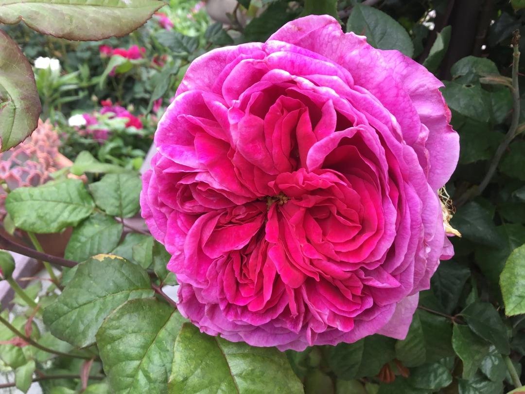 Closeup of Young Lycidas rose.