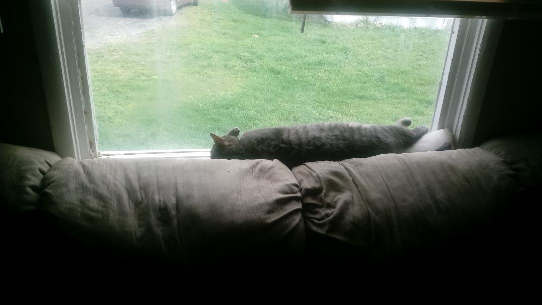 Binx getting so big . comparison the window is 4ft across