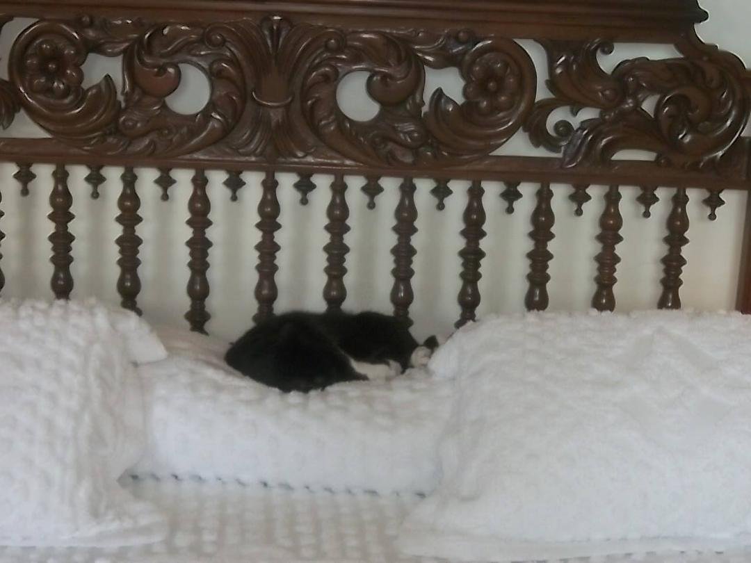As you can see, these cats has the run of the house!!!! People are NOT allow on the funiture!