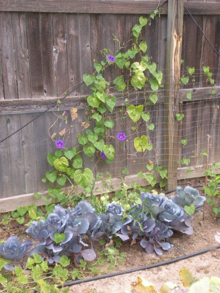 Alan Cunningham's album, our backyard  9-14-2011