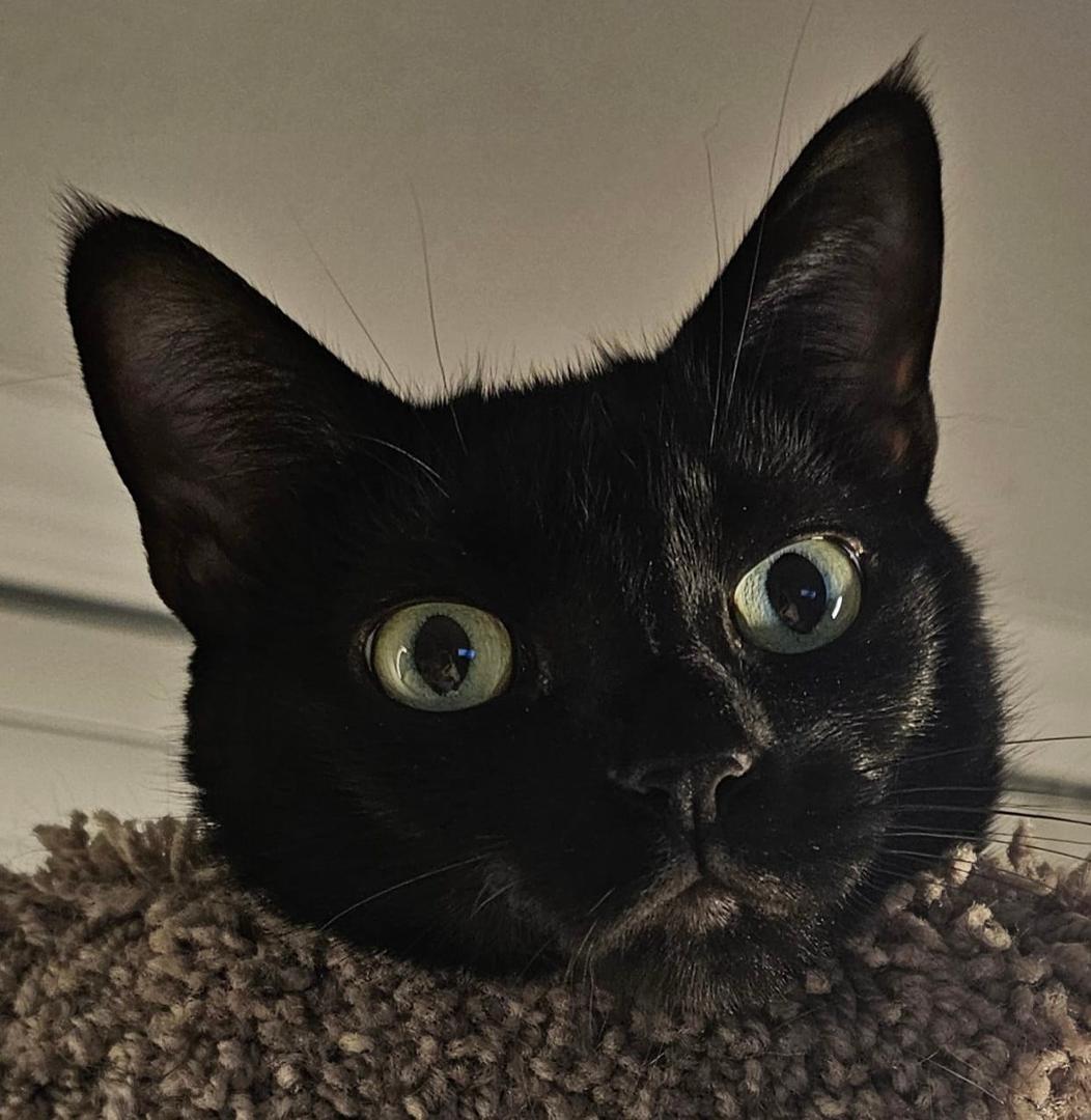 Roxie, a.k.a. "Chunk," surveys the scene this evening from atop the crow's nest of the cat tree.