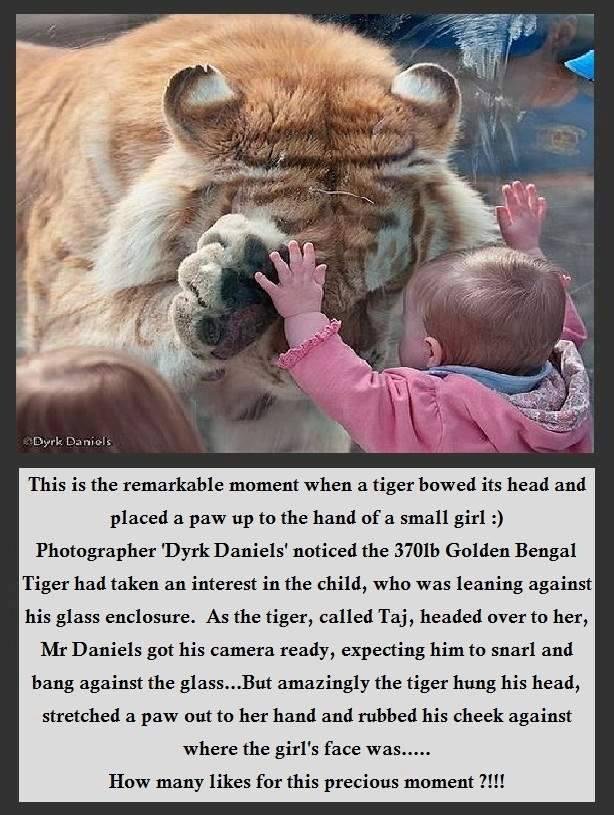Animals are amazing sometimes!....This one really makes you think.....what if