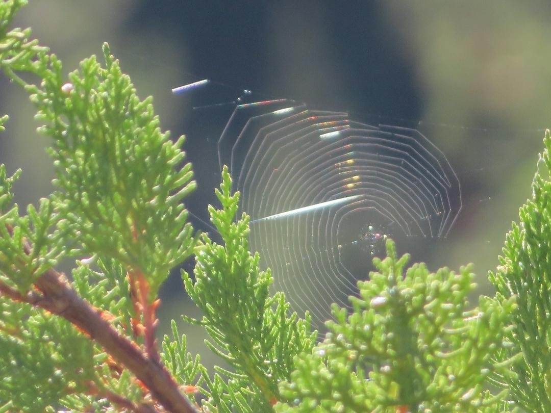 I LOVE the magic of Pachamama! Amazing how these rainbow colors shine from this spider's web..