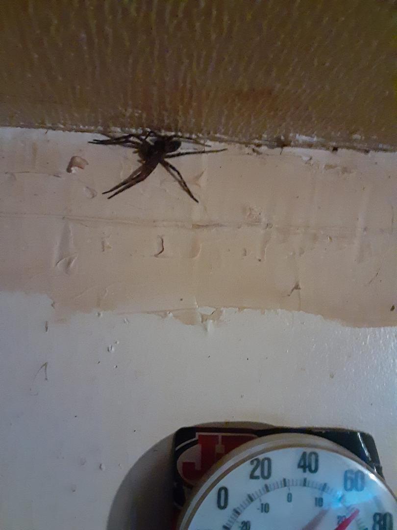 Wow I just killed the biggest spider ever lol