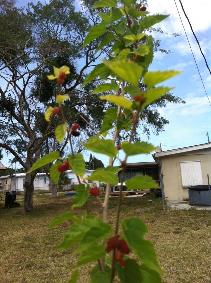 My little tree has berries