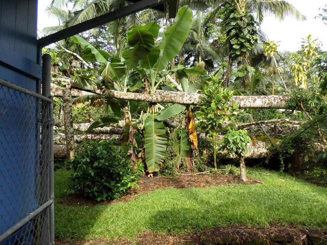 Tree that fell into my yard during tropical storm....
