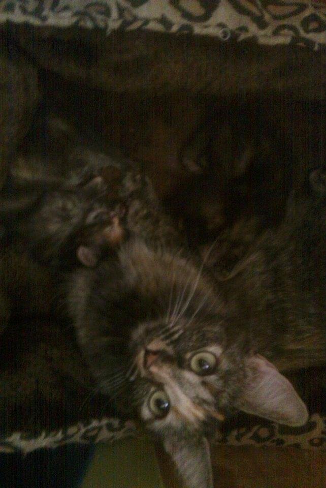 Jenny and her babies