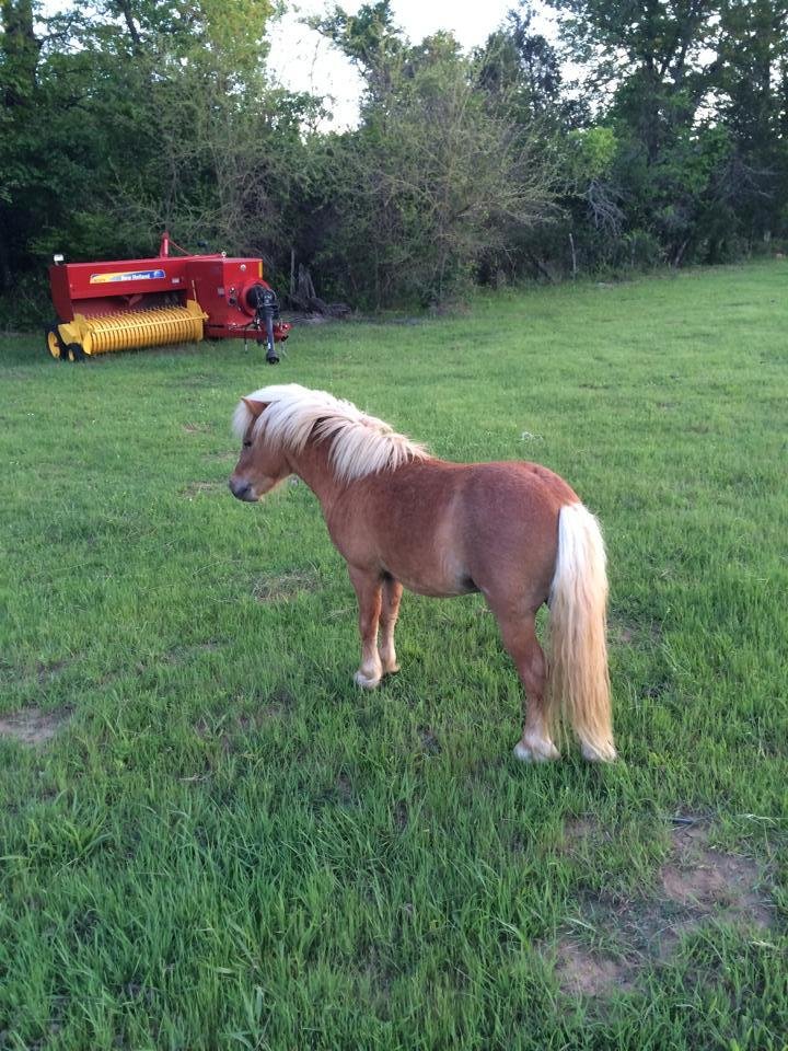 Registered mini stud for sale 375 pm for more information.