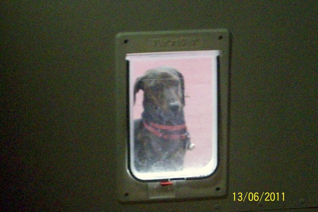 Bert likes to go outside to look in the doggie door window.