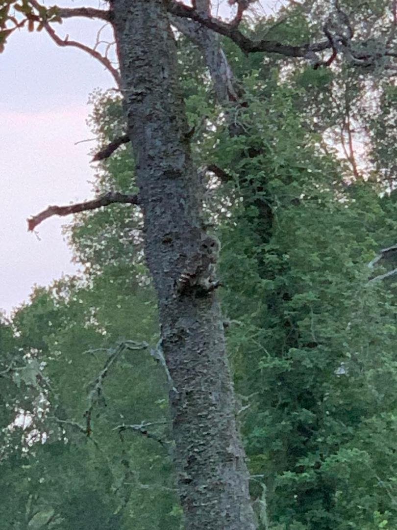 Mama owl stopped by. I think mama anyway.
