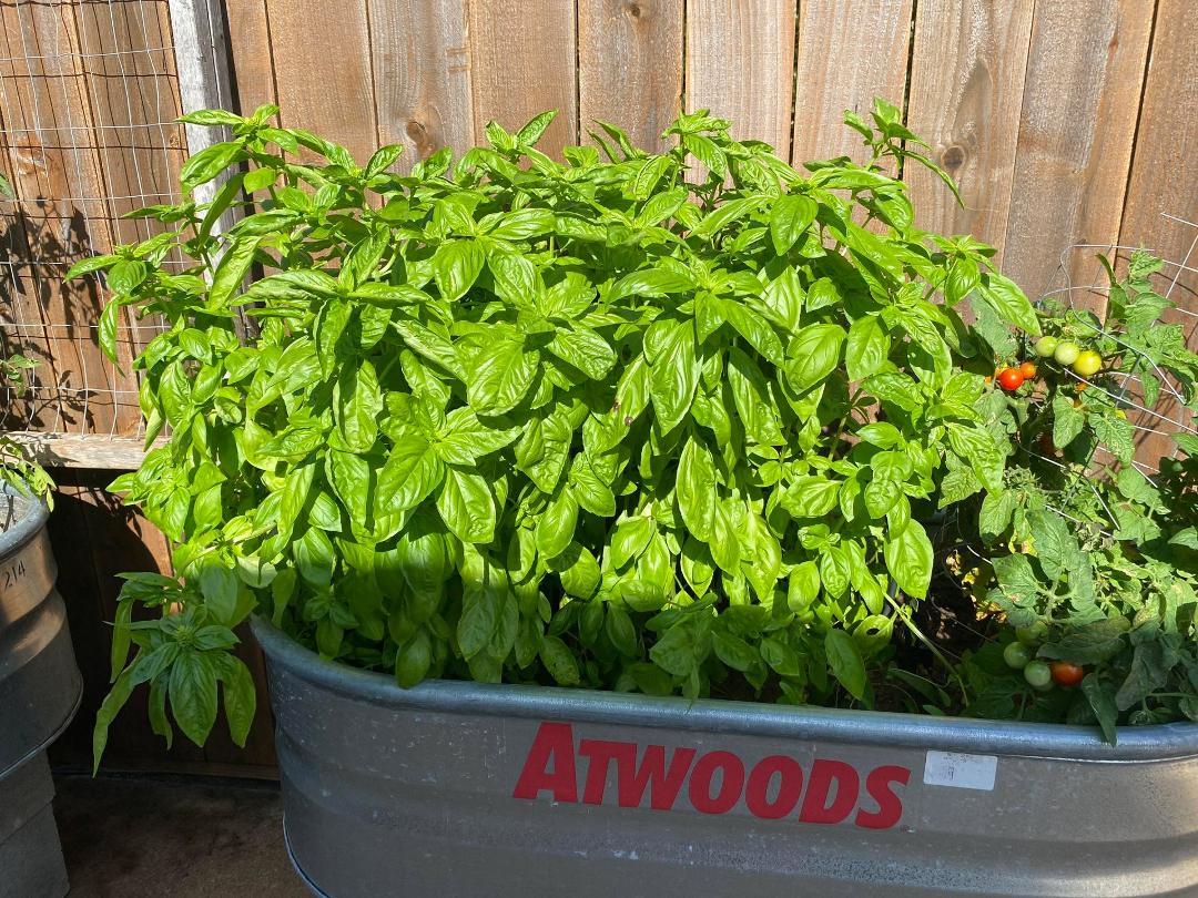 If anyone needs basil, I have an over abundance the needs cutting back again!