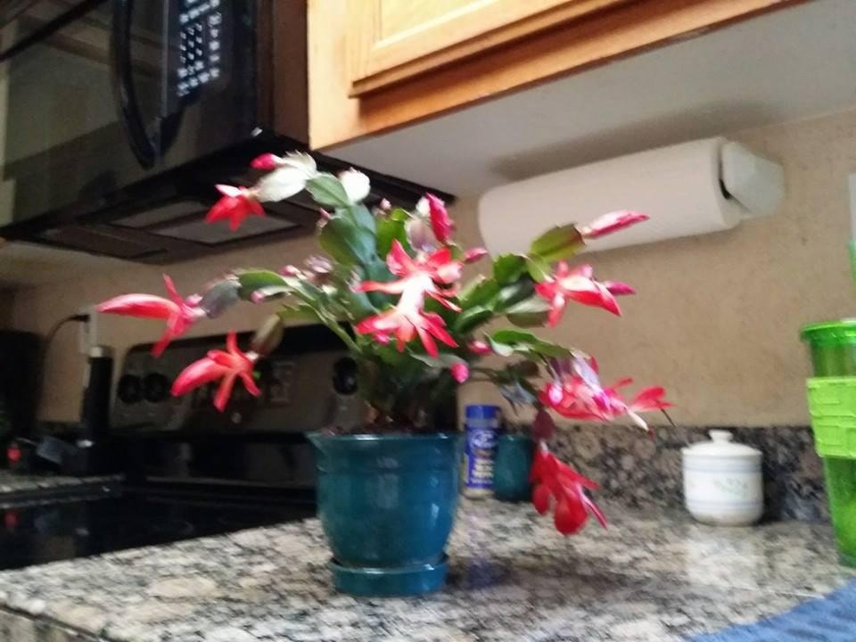Can't believe it last year I bought 3 Christmas cacti. 1 for Jodie Franklin, 1 for Lynette Wood and of course 1 for myself. This is the first time I've had one bloom the next year. It's kinda early for Christmas but sin