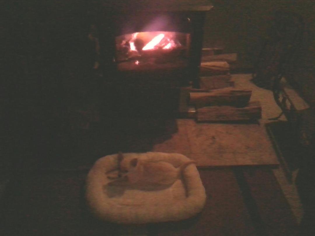 My Lily pulled her bed out and brought it by the fire....she's so cute