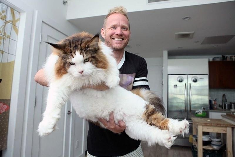 World's Largest Cat is from Maine: The state cat of Maine is also one of the largest and oldest domestic breeds in North America. The Maine Coon is the largest domesticated cat breed in the world with valuable hunting skill