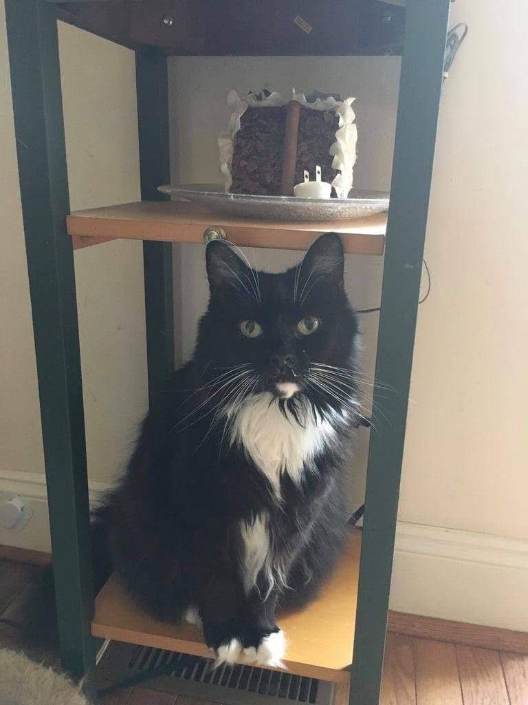Charley passed over the Rainbow Bridge around 2:45 Sunday.

He had a severe stroke from which he would not have been able to recover. He started yelling around noon and could not get out of his bed. When I helped him out of