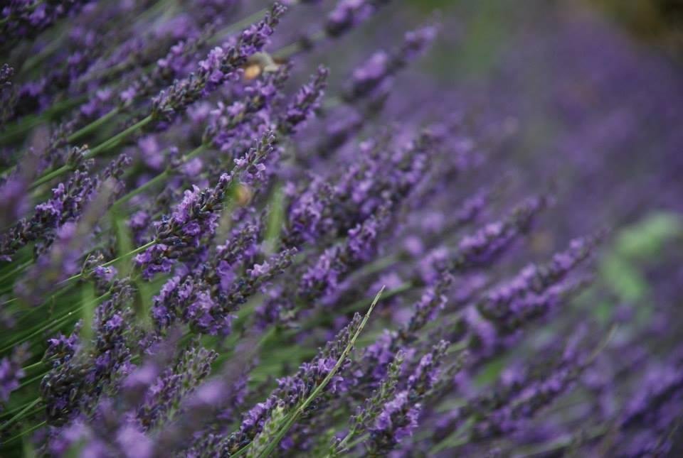 Michael Wiley's album, Montdoumerc, France