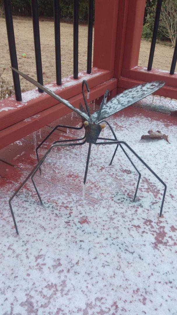 Life's 'little' irony - A mosquito in a dusting of winter snow! Dunwoody, GA 07 January, 2017