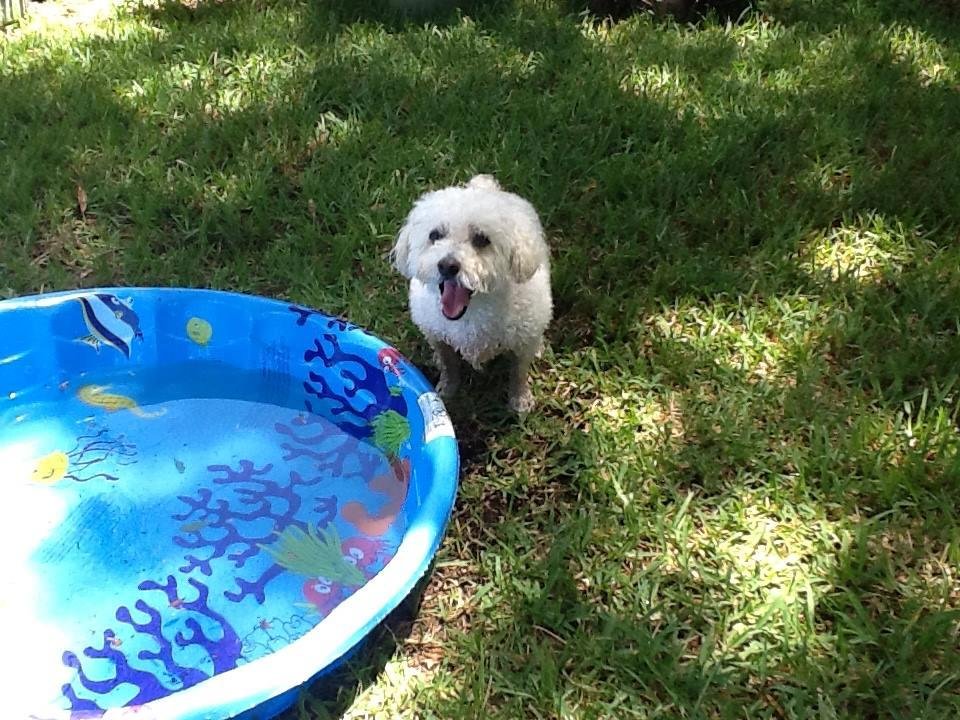 Brady swimming in his new pool today. Pryce Did not have anything to do with the pool. lol Brady so cute.