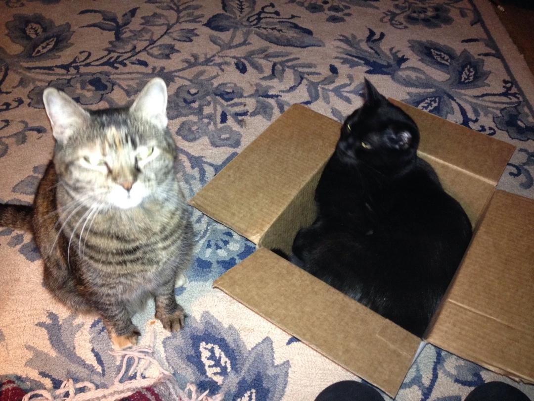 Mom, she's in my box again!