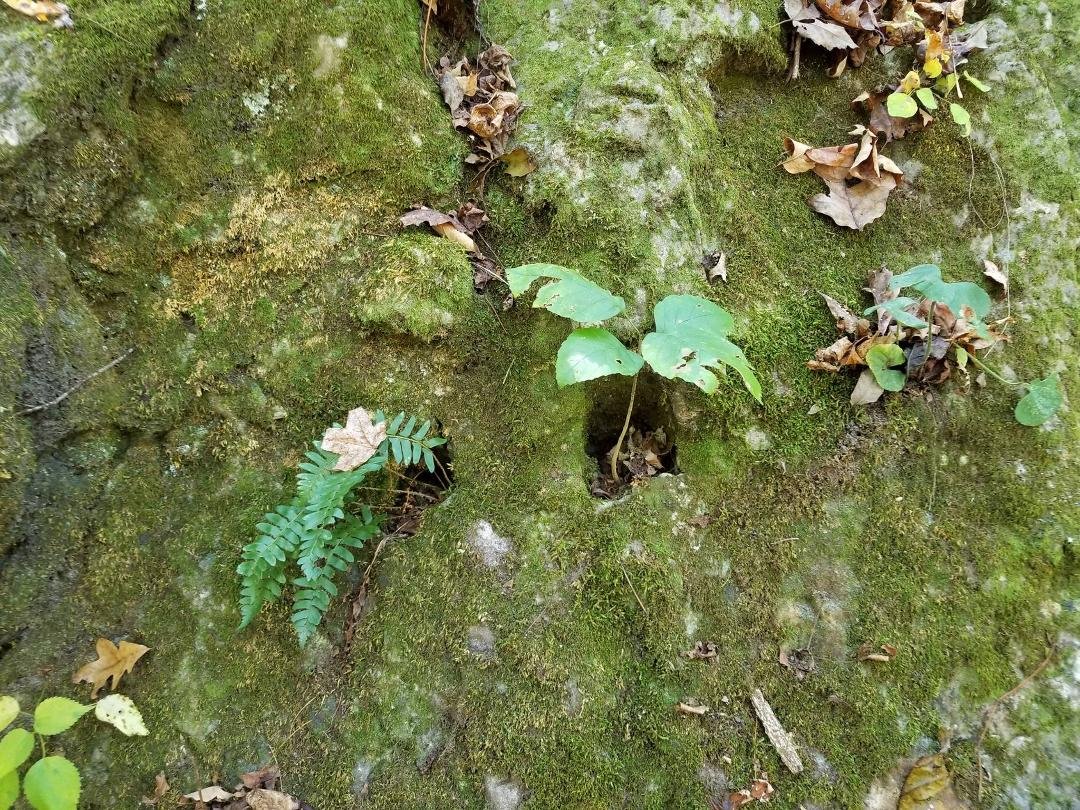 Unimpressive until you realise that the fern and vines are growing on a solid rock - ok not so solid. This is an example of Karst, an easily eroded limestone.