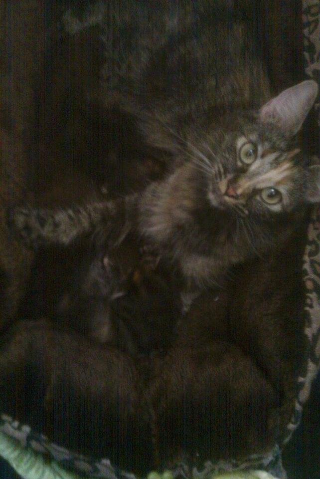 Kelly Mosgofian's album, Kittens!
