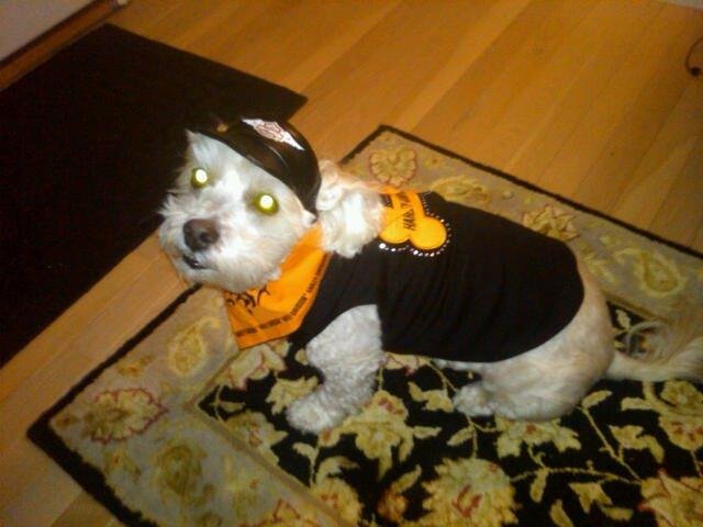 My Devilish Biker Dog, Charlie..... Trick or Treat.... Woof-Woof...
