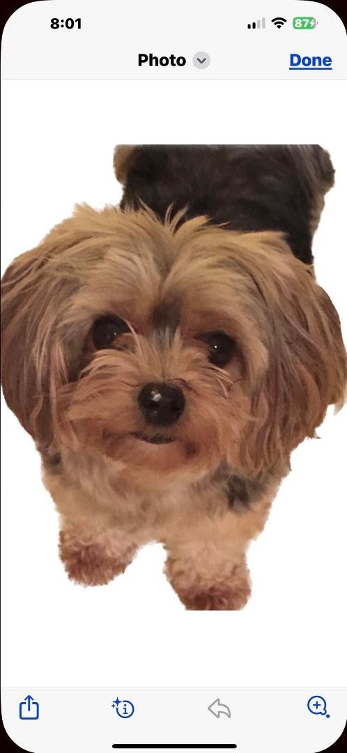 Happy National Pet Day Bella!!
