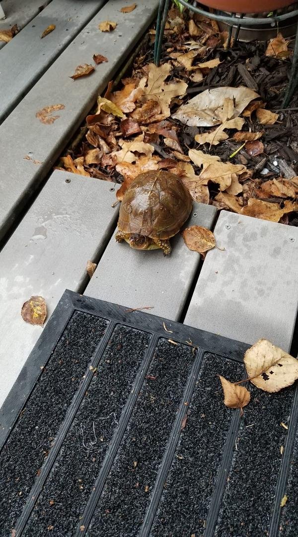 This mornings visitor.
