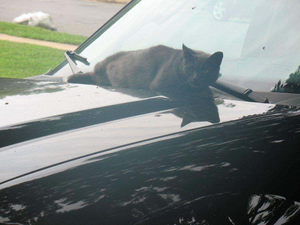 Cat on a hot tin car!
Meowrice hangs out!