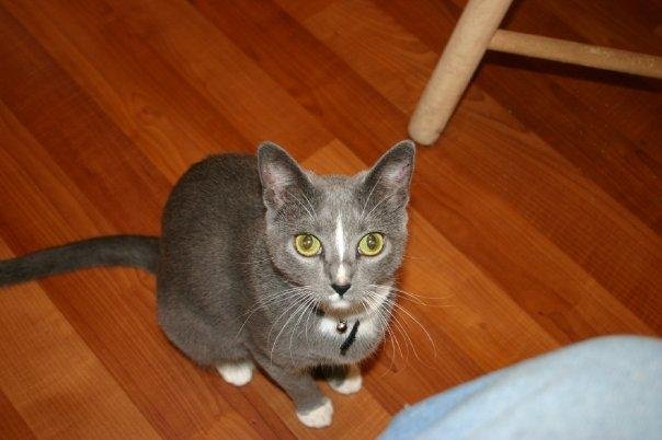 Smokey, preparing to pounce.