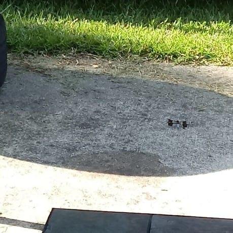 Interesting looking dragonfly on our patio (flags for wings)