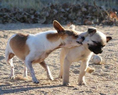 Pebbles & Tuffy