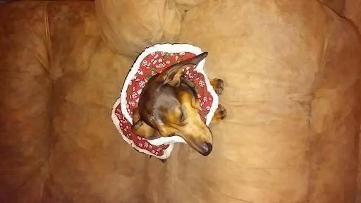 my baby girl just went over the rainbow bridge my heart is breaking RIP Precious we love you