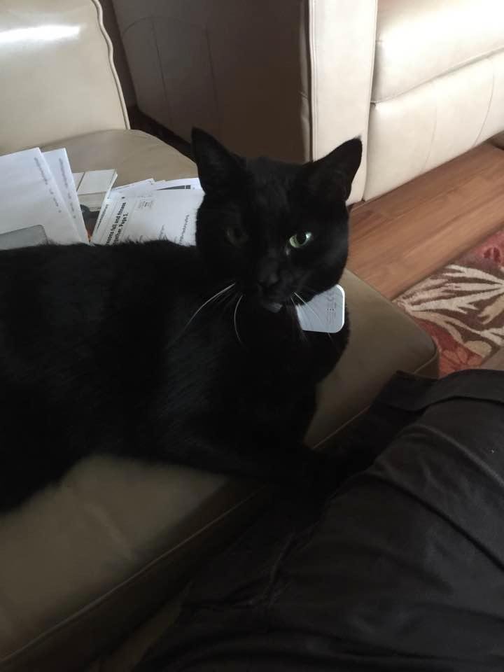Do you have a cat that does not come when you call and hides because they aren’t interested in answering? Solution notice the Tile on her collar. She can’t hide anymore