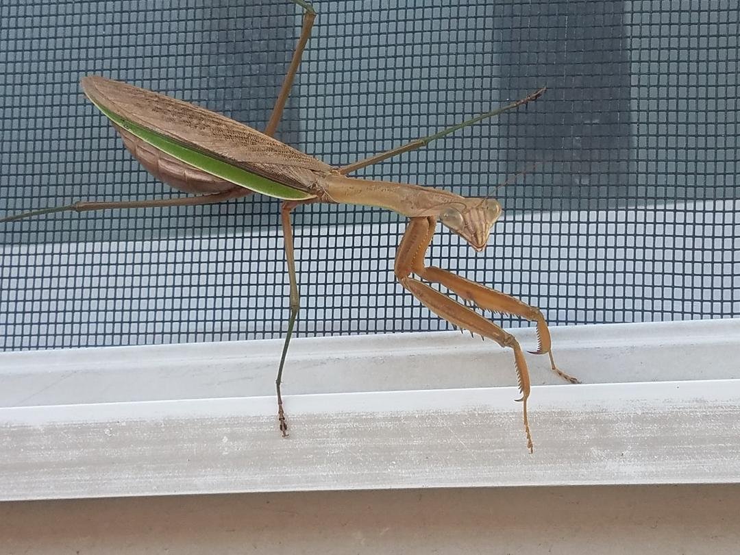 My visitor yesterday!!!