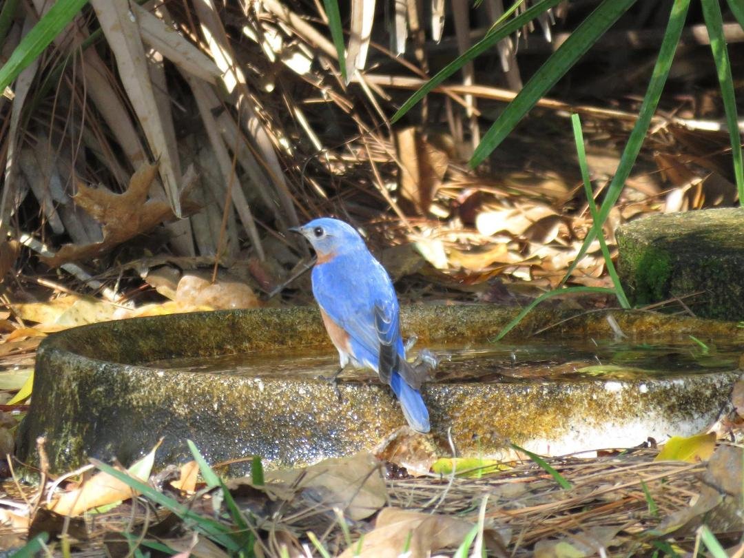 Eastern Bluebird. Visits the feeders and birdbath for a few weeks in February and March.