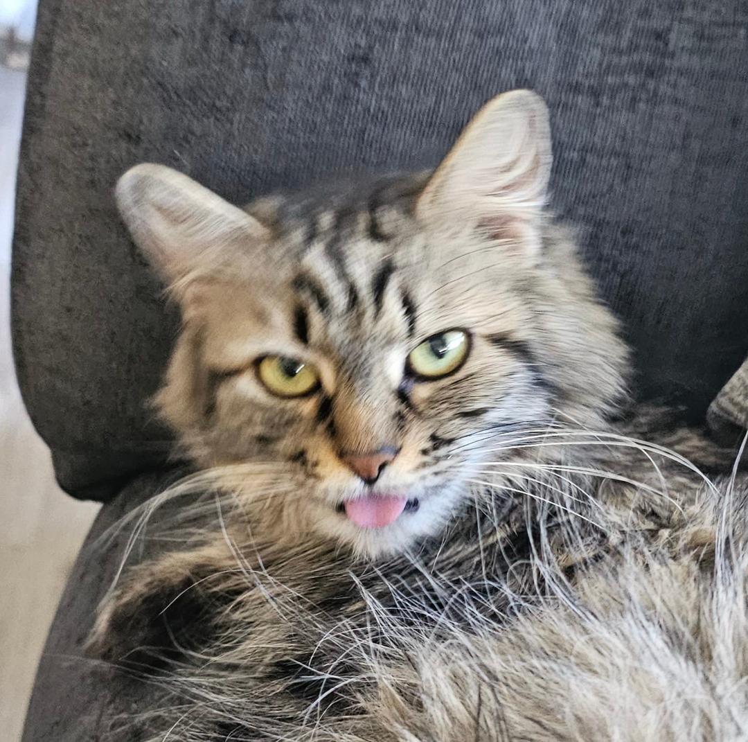 Someone has an attitude today.