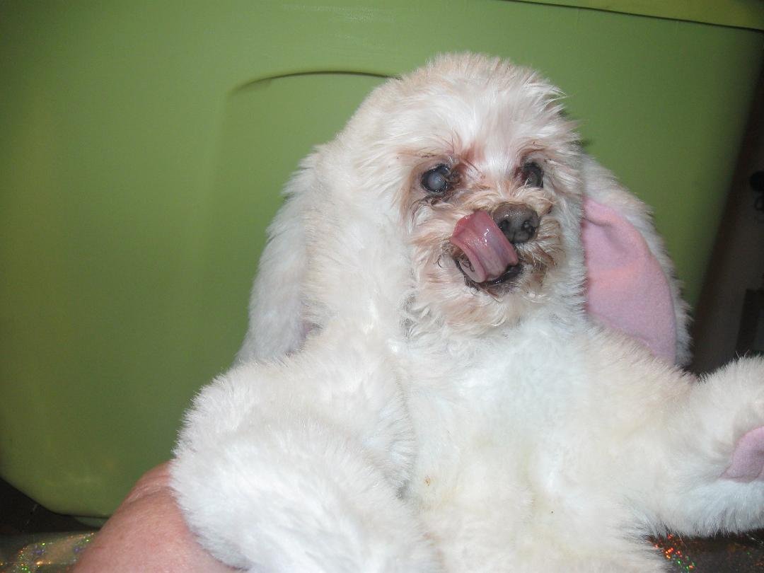 My little Baboo (Teddy) who is a Grandpa Maltese but will always be my pup.