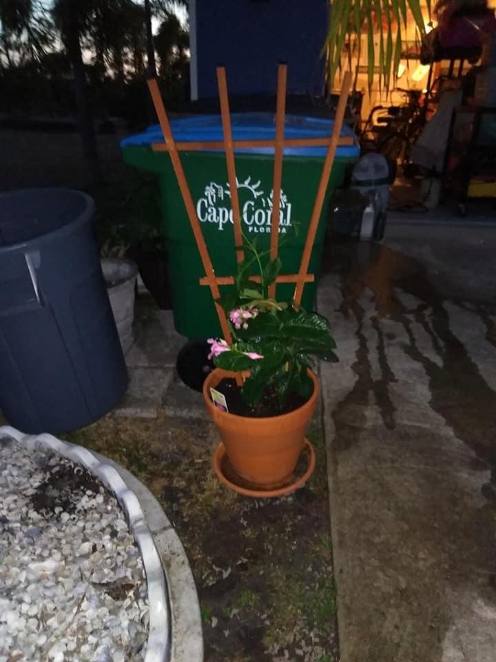 While getting compost to plant the Magnolia, I just couldn't pass up this mandevilla!