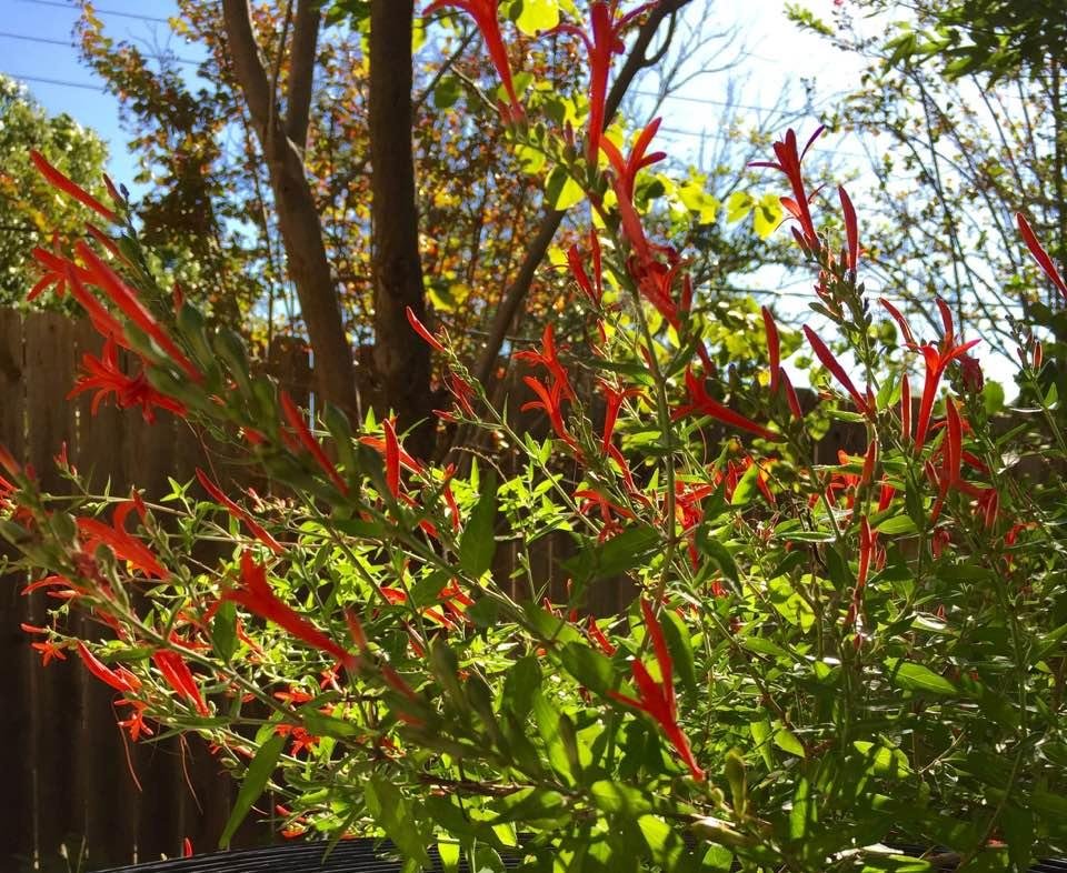 Autumn garden late morning
