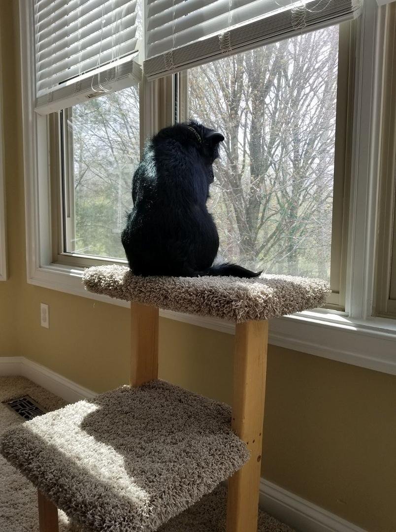 I'm glad somebody likes the cat perch! #Thinks he is a guard cat!