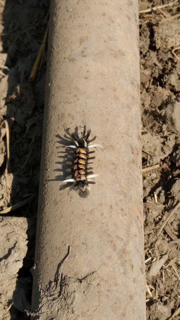 Scary wooly worm.