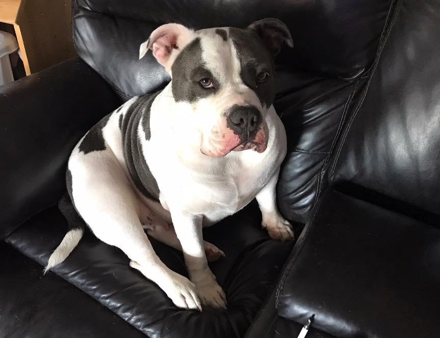 This is my 2 1/2 yr old girl Roxie. I love her more than anything, but this afternoon she decided to go for a swim in the creek (GROSS). She had to be bathed because she smelled so bad, of which my youngest son Andrew had t
