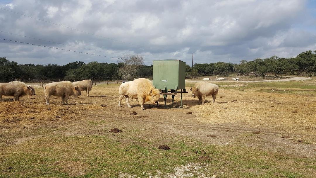 First White Buffalo I have ever seen.