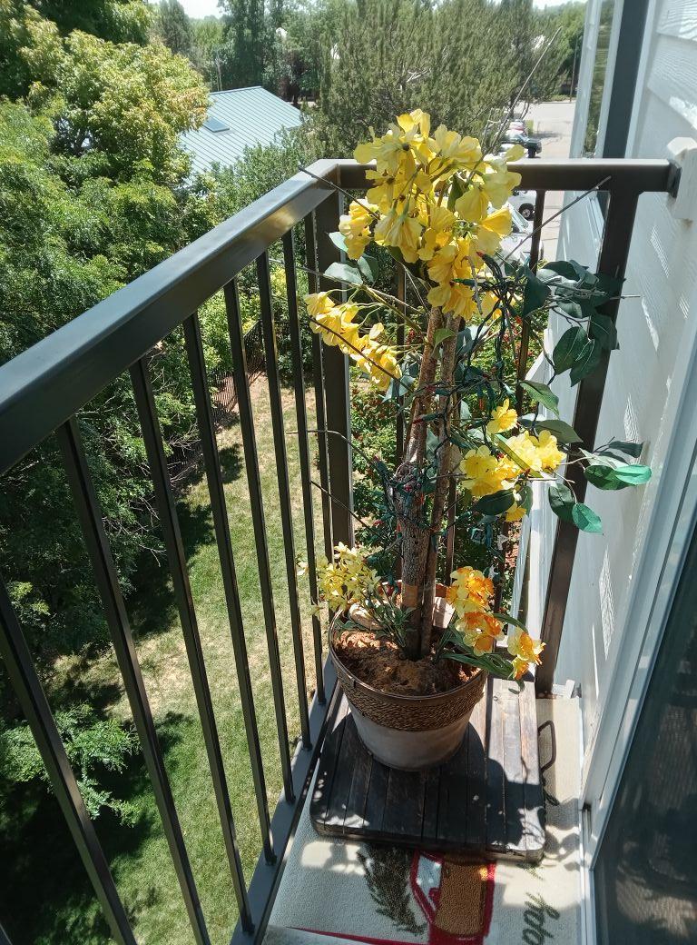 My little balcony; June 30, 2025