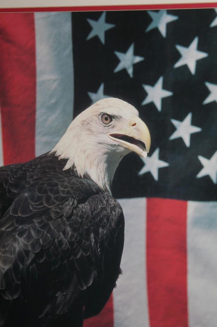 The symbol of Freedom!